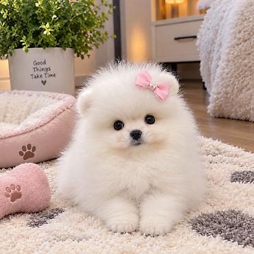 pomeranian spitz boo: Şpitz, 2 ay, Sənədli — 1
