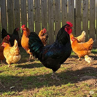 Куры, петухи: Продаю | Куры | Домашняя | Несушки — 1