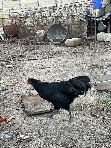 bars bit dermani: Toyuq, Damazlıq, Ünvandan götürmə — 3