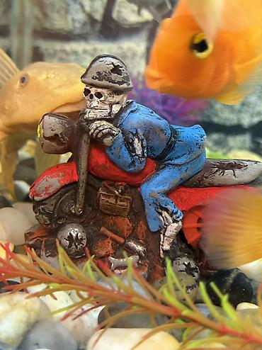 Akvariumlar: Продается аквариум 2 м с рыбами все вместе рыбы декор и — 14