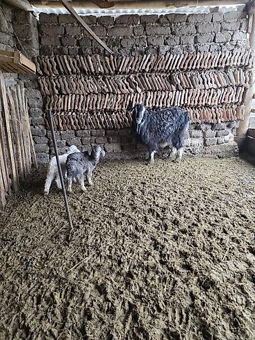 Козы, козлы: Продаю | Коза (самка) | Для разведения — 3