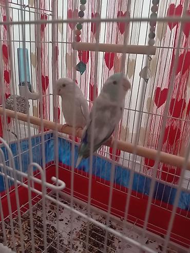 Hazr cüt Forpus papuqayı, papuqay növünün içində ən kiçik növdü, çox lalafo.az -da Hazr cüt Forpus papuqayı, papuqay növünün içində ən kiçik növdü, çox