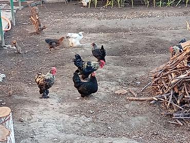момолой чычкан: Продаю курицы. карлики есть много — 2