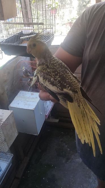 amadinlər: Watsapa yiğin Məhsul: Nimfa (Cockatiel) – lutin/çesnut perçimli — 1