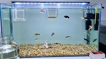 quppi baliqlari haqqinda: Dördbucaq akvarium, Boş, 65 l, Ödənişli çatdırılma — 1