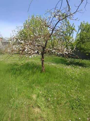 Torpaq sahələrinin satışı: 4 sot, Tikinti, Maklerlər narahat etməsin, Kupça (Çıxarış) -da lalafo.az — 19 Torpaq sahələrinin satışı: 4 sot, Tikinti, Maklerlər narahat etməsin, Kupça (Çıxarış) — 19