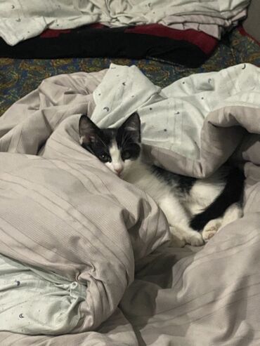 рэгдолл цена: Котёнок, чёрно-белый, короткошёрстный. Описание: - Окрас