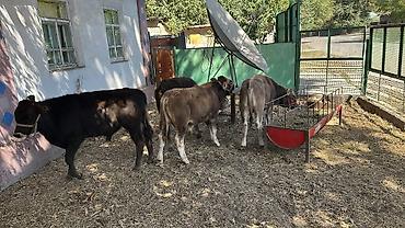 купить ежика бишкек: Продаю | Бык (самец) | На откорм — 5