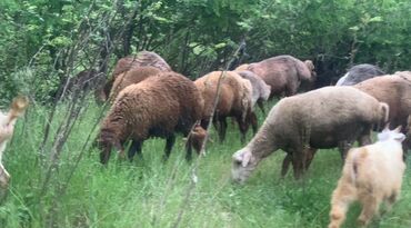 Qoyunlar, qoçlar: Qurbanlıx quzular ve qoclar Xankendi Xocalı ve Şuşa erazisinde diri