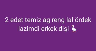 Коровы, быки: Axtarılır: 2 ədəd ağ rəngli lal ördək (erkək və dişi). - Rəng: tam ağ