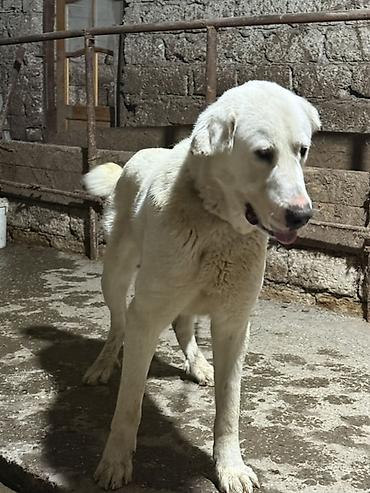 İtlər: Alabay — 11