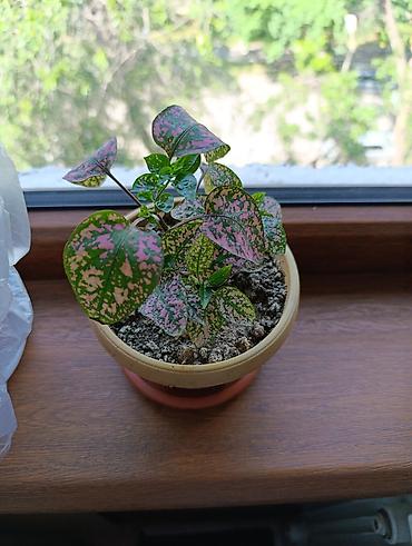 Бегонии: Гипоэстес (Hypoestes phyllostachya) «пятнистый» в горшке,есть белый — 9