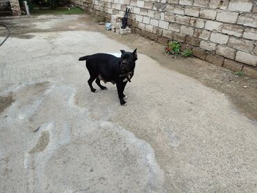 İtlər: Kane-Korso, 1 ay, Sənədli, Rayonlara çatdırılma, Ünvandan götürmə, Pulsuz çatdırılma — 6