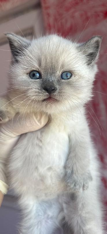 Pişiklər: Şinşilla, Erkək — 9