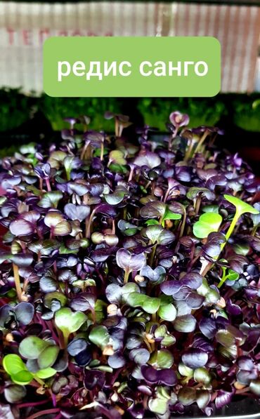 Зерновые культуры: Продаем Абсолютно отборные семена Горох элита Редиса сорта — 6