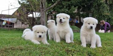 Akita Puppies cute Akita Puppies for sale Mother been brought up with