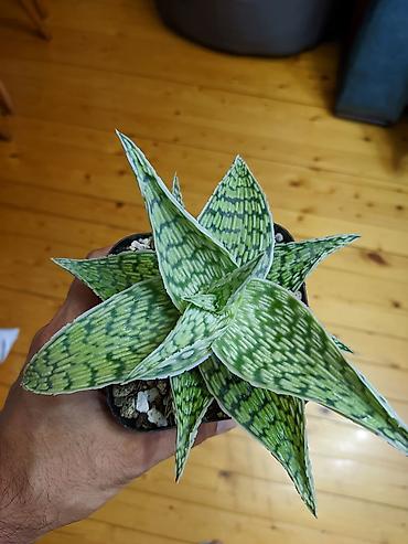 101 gül buketi: Ağ hibrid aloe. Tam sağlam, problemsiz. Baxımı çox sadə. Torpaq — 4
