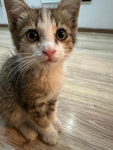 биколор: КОТЁНОК ДЕВОЧКА маленький 1,5 месяца домашний, К ЛОТКУ ПРИУЧЕНА — 1