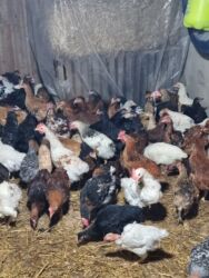 cins ineklerin satisi 2018: YUMURTALIQ TOYUQ.Salam tam saglam tebii seraitde saxlanilan ve sirf