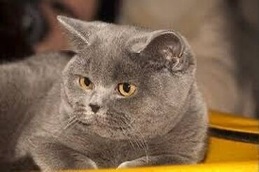 Үй жаныбарлары: Продается британская чистокровная кошка. Знает лоток и ест только