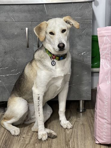 вакцина: Замечательная, особенная собака Рита ищет дом. Рите меньше года, она
