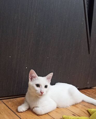 котёнок в хорошие руки: Самец
