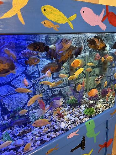 Akvariumlar: Продается аквариум 2 м с рыбами все вместе рыбы декор и — 11