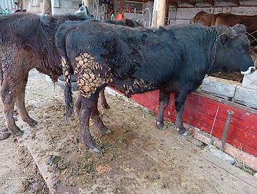 Коровы, быки: Продаю | Бык (самец) | На откорм | Привязанные — 3