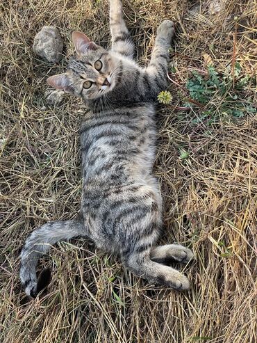 Pişiklər: Türk anqora -da lalafo.az — 4 Pişiklər: Türk anqora — 4