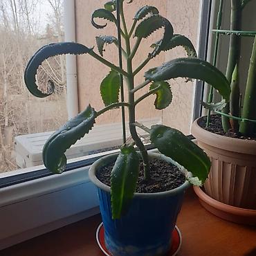 Бөлмө өсүмдүктөрү: 🪴Рео ( кошелёк бизнесмена)— декоративно-лиственное комнатное растение — 6
