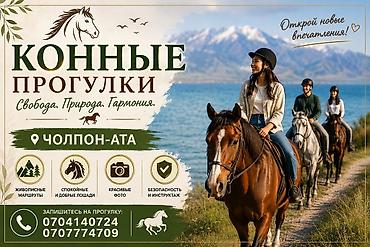 мышык бишкек: Сатам | Жылкы (эркек) | Асыл тукумдуу — 1