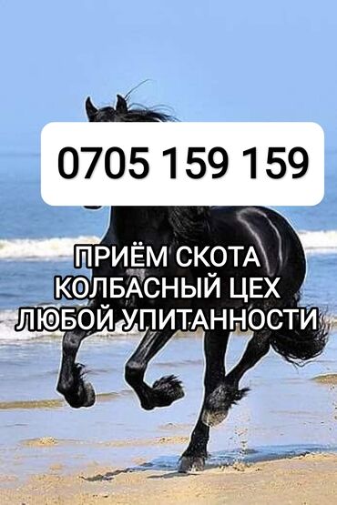 рабочий ат: Сатып алам | Уйлар, букалар, Жылкылар, аттар, Башка а/ч жаныбарлары | Күнү-түнү, Бардык шартта, Союлган