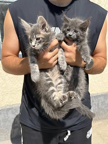 черный мейн кун: Продаются 3 шикарные девочки Мейн-Кун 👑 Королевы с кисточками на ушах — 1