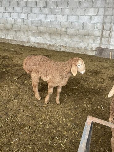 Бараны, овцы: Продаю | Овца (самка) | Арашан | Для разведения | Матка — 5