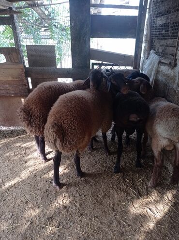 Qoyunlar, qoçlar: Erkək, Qala, il: 1, 75 kq, Damazlıq, Ünvandan götürmə -da lalafo.az — 4 Qoyunlar, qoçlar: Erkək, Qala, il: 1, 75 kq, Damazlıq, Ünvandan götürmə — 4