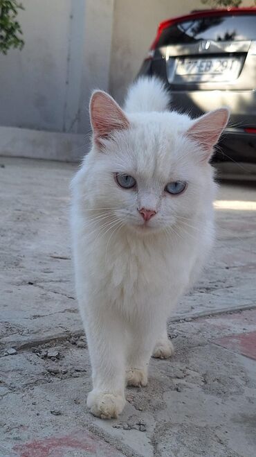 Dişi, Yaxşı əllərə
