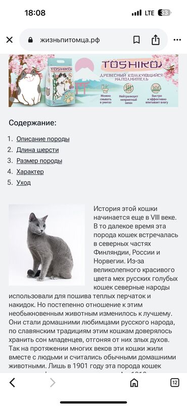 британец золотая шиншилла цена: 2 месяца, Девочка