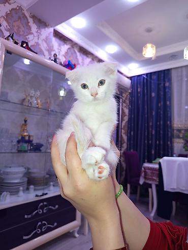 şınşıla: Ata şınşıla ana Britsh shorthairdi 2 aylıq balalar, südden — 5