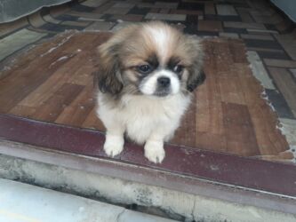 İtlər: Pekines, 1 ay, Dişi, Ödənişli çatdırılma — 14