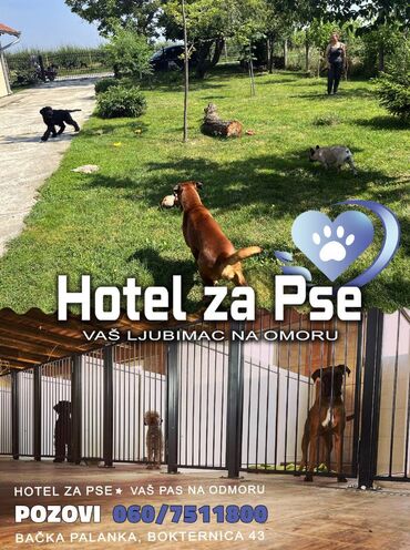 Psi: Hotel za pse Ideal Da li planirate putovanje, posao ili odmor, a ne — 4