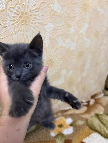 Кошки: Отдам в добрые ручкизамечательных котят Котята, домашние, возраст — 1