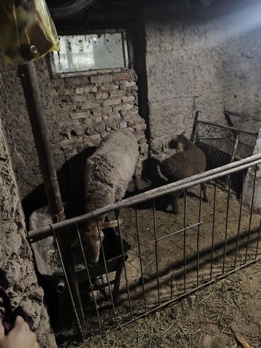 Бараны, овцы: Продаю | Овца (самка) | Для разведения | Матка — 6