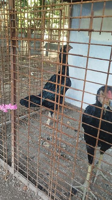 Дакан кара мекиш сатылат алмашу алмашу жолдору бар адрес Бишкек Заря