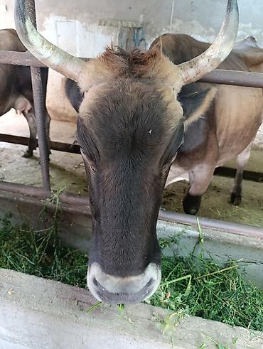 Коровы, быки: Продаю | Корова (самка) | Швицкая | Для молока | Стельные at lalafo.kg — 15 Коровы, быки: Продаю | Корова (самка) | Швицкая | Для молока | Стельные — 15