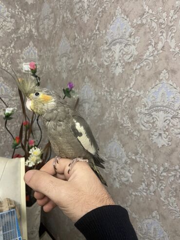 Amadinlər: Növ: karella (papuqayı) – boz rəng çalarları, yanaqlarda narıncı — 6