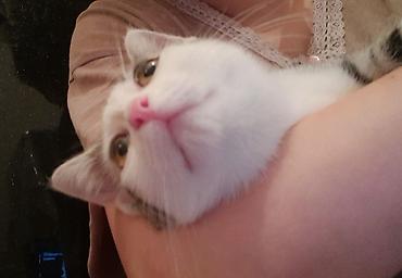 кошку: Кошка даром: Беспородная, 10 месяцев, Девочка, Кастрирована, Приучена к лотку — 3