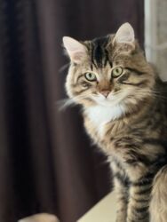 sort pişik: Şinşilla, Dişi, Yaxşı əllərə, Ödənişli çatdırılma