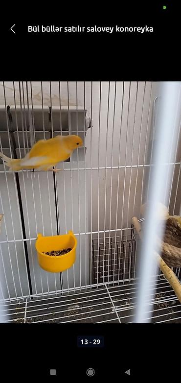 bulbul satılır: Bül büllər kanareyka solavey bul bul konareyka super oxuyan erkəy — 9
