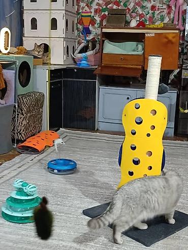 Другие услуги: Здравствуйте 🌿 Зоогостиница «Мурляндия» принимает только домашних — 6