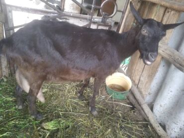 альпийская коза: Продаю | Коза (самка) | Для молока
